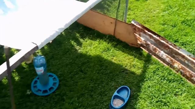 Мои сенокосилки - гусятки, не успеют родиться, как начинают работать! смотреть онлайн