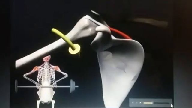 В коллекцию вредных упражнений - протяжка/тяга штанги к подбородку смотреть онлайн