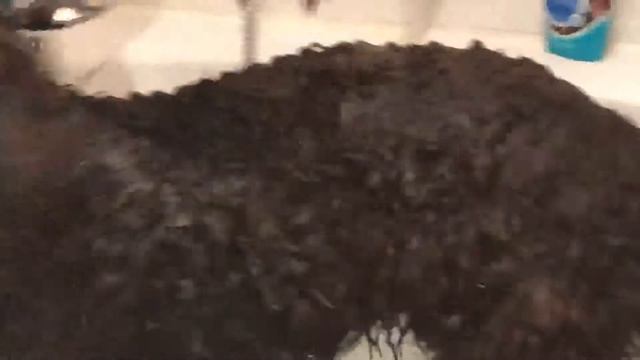 Großpudel Königspudel Mischka Baden королевский пудель poodle bear смотреть онлайн