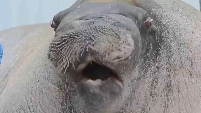 Skrillex -Scatta Animal!!!!!!!!!! смотреть онлайн