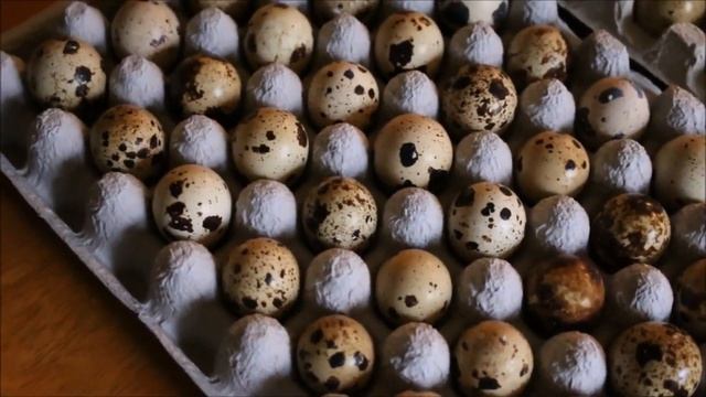 БОЛЬШАЯ ПЕРЕПЕЛИНАЯ ФЕРМА Big quail farm смотреть онлайн