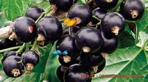 Смородина черная Титания (ribes nigrum titania) ? обзор: как сажать, саженцы смородины Титания