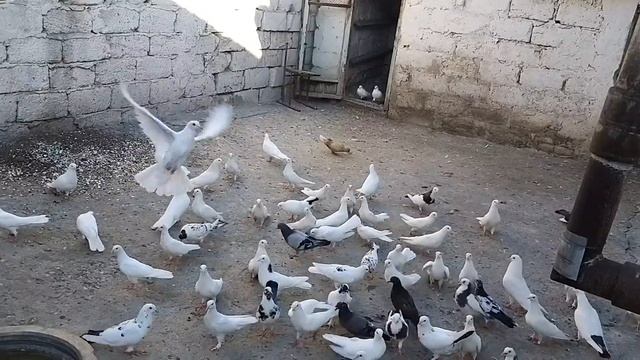 Бакинские голуби у Кязима в Баку. смотреть онлайн