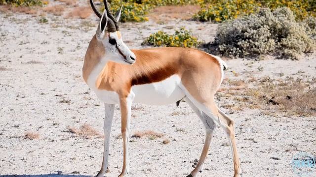 Самые удивительные животные Африки Антилопы 2 / #shorts Фото животных с названиями / Учим животных смотреть онлайн