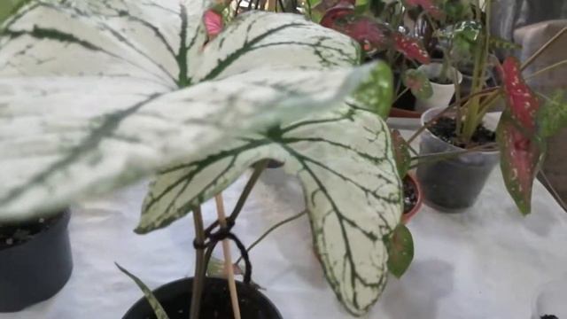 Каладиумы. моя коллекция.