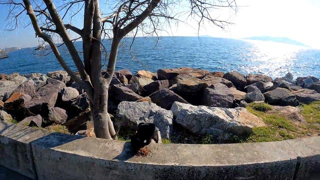 If you walk around on the cat island, you will be surrounded by cats in no time. @LuckyPawss смотреть онлайн