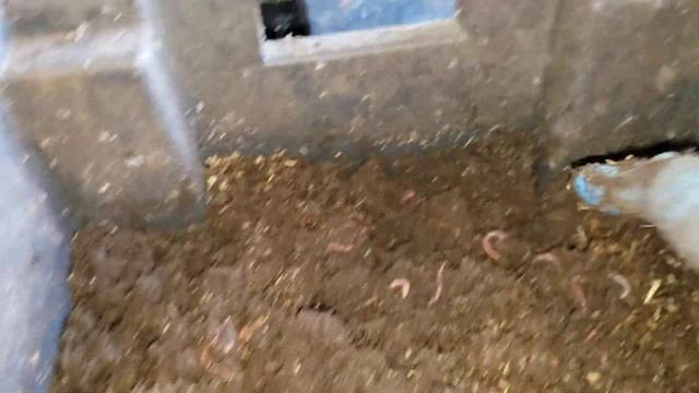 Ошибки при выращивании червей в ящиках. смотреть онлайн