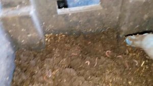 Ошибки при выращивании червей в ящиках.