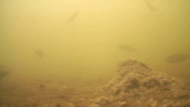 Реакция рыбы на КОШАЧИЙ КОРМ КИТЕКАТ | СОБРАЛАСЬ ВСЯ ПЛОТВА С ВОДОЕМА, ПОДВОДНАЯ СЪЕМКА смотреть онлайн