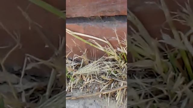 Сюрприз на работе. Черный эрезус-исчезающий, редкий вид ядовитый пауков???. смотреть онлайн