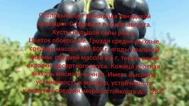 Виноград Блэк Гранд и Европейские Ведьмины пальцы смотреть онлайн