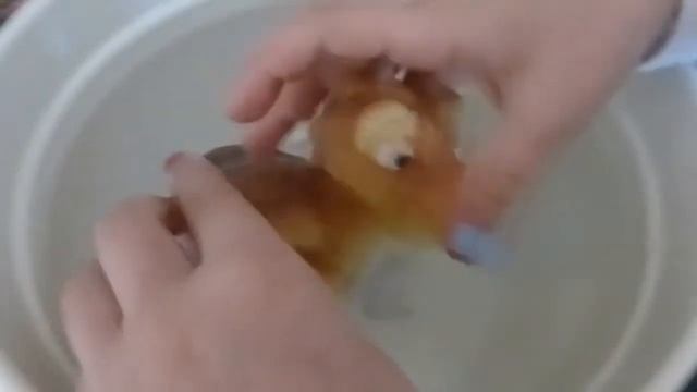 Hatching Dinosaur Egg Growing Pet. Из яйца в воде вылупился динозавр. смотреть онлайн