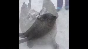 Тюлень хлопает по пузу в течении 1 часа !