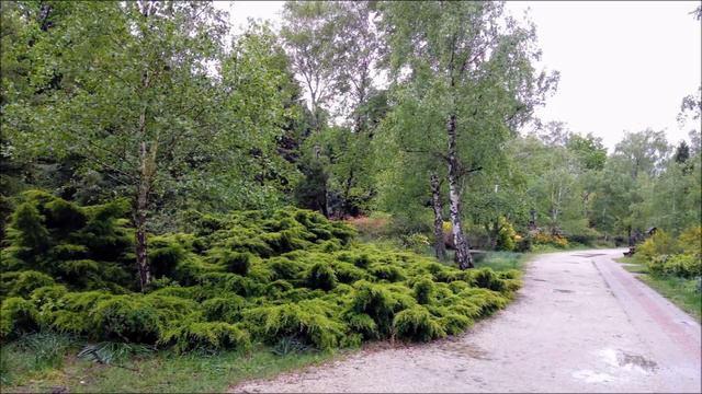20190506 Virágoznak a rododendronok a Jeli Arborétumban смотреть онлайн