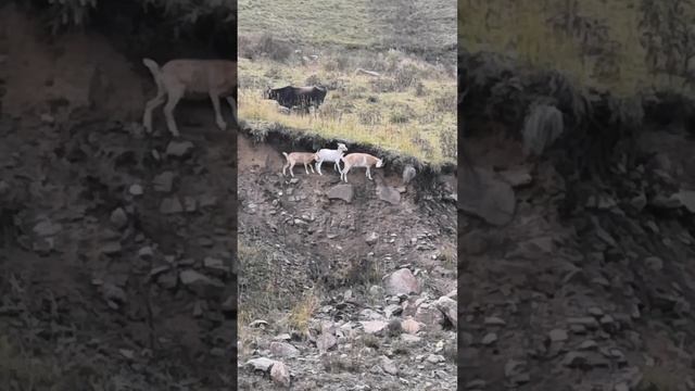 Домашние Туры ))) смотреть онлайн