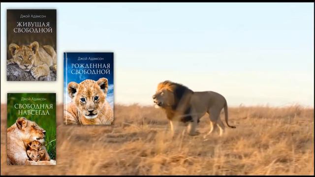 Экологический онлайн-обзор «Книжные тайны дикой природы» смотреть онлайн