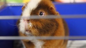 КАК ОТУЧИТЬ МОРСКУЮ СВИНКУ ГРЫЗТЬ КЛЕТКУ / SvinkiShow