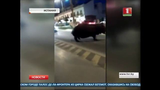 Бегемот сбежал из цирка смотреть онлайн