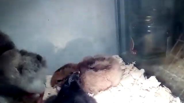 Цыплятам несколько часов. Ждала цыплят Мастер Грей, НО! смотреть онлайн