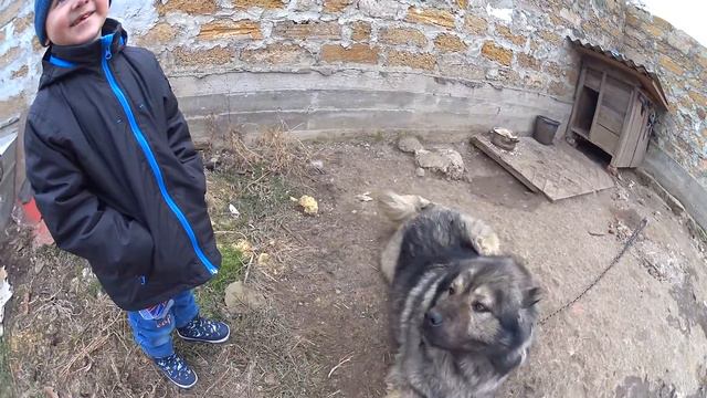 Кавказская овчарка | Наш Баксик | FAMILY VLOG смотреть онлайн