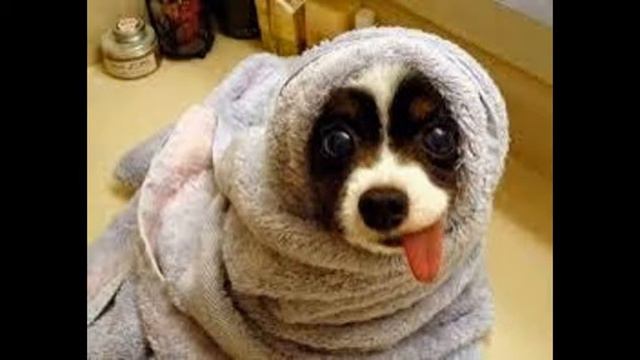 любимые собаки смотреть онлайн