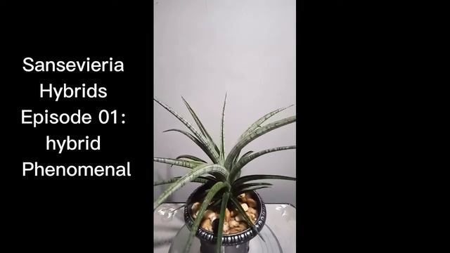 Sansevieria Hybrids Episode 01: Hybrid Phenomenal