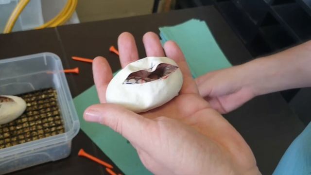 Royal Ball Python Egg Cutting: Clutch number 2. Pastave Ghost x Pastel смотреть онлайн