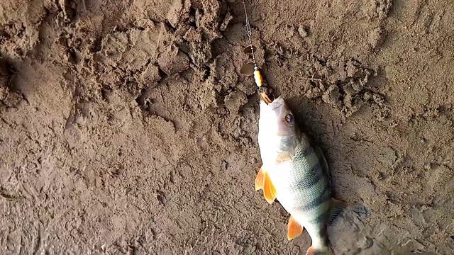 Рыбалка на спиннинг. Река Чумыш. смотреть онлайн