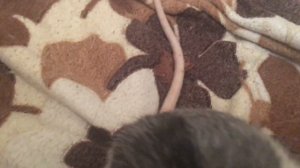 Крыс издаёт странные звуки, они меня пугают