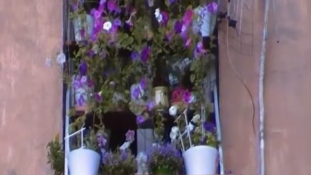 Цветы на моем подоконнике смотреть онлайн