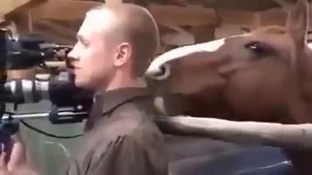 Annoying horse Приставучая лошадь смотреть онлайн