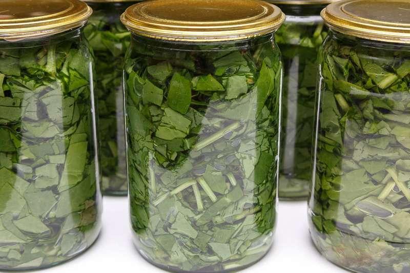 ЩАВЕЛЬ на зиму за минуту.