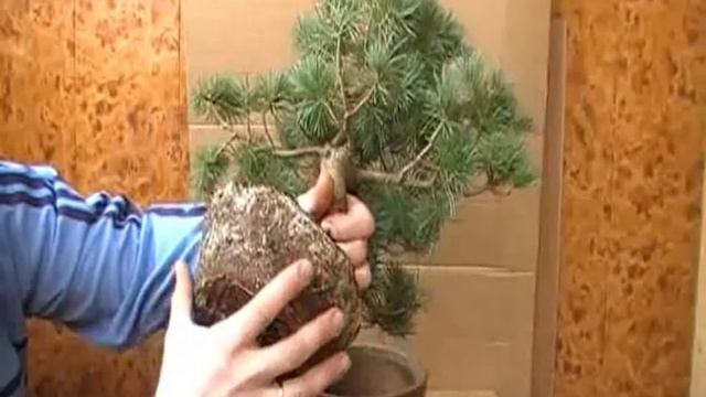 Мастерская Бонсай - Сосна - Карпенков Павел (Часть 1) смотреть онлайн