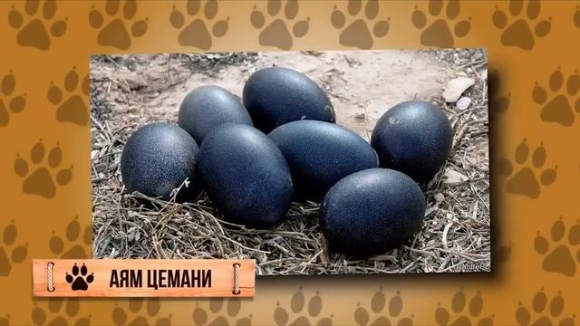 Самые дорогие и необычные яйца . 1 часть . смотреть онлайн