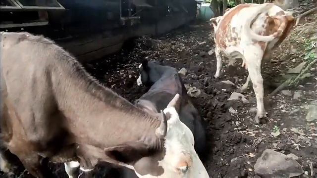 Только дойные коровы | Молоко под заказ смотреть онлайн