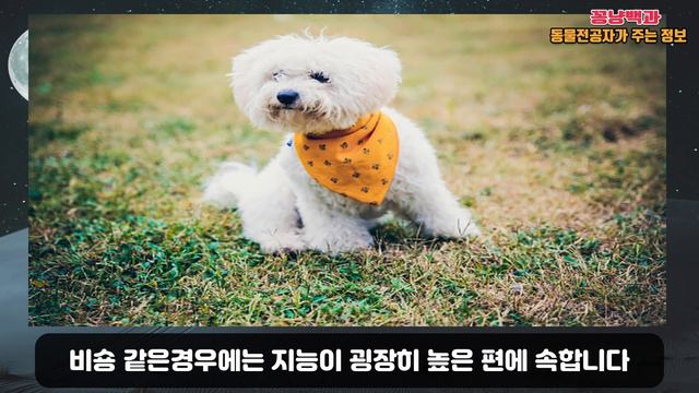 3분만에 알아보는 '비숑프리제' 의 충격적인 비밀들 смотреть онлайн