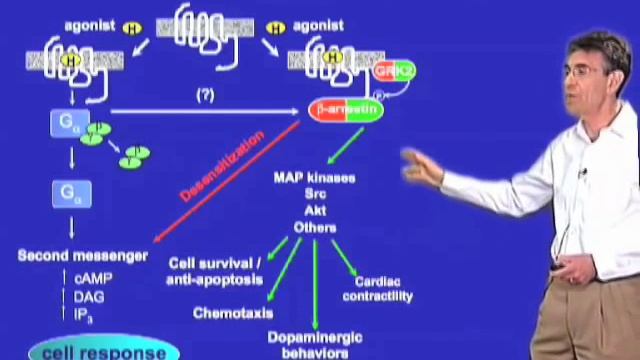 GPCR signaling - Robert Lefkowitz (Duke) смотреть онлайн