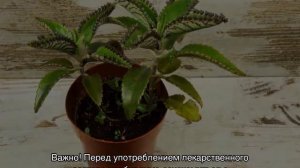 Каланхоэ лечебное: основные виды и варианты как использовать