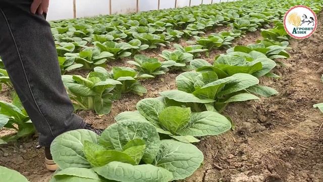 Пекинская капуста Монако F1 - Агроветазия смотреть онлайн