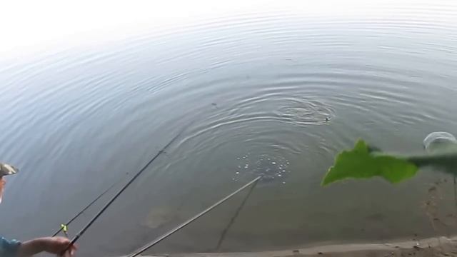 Нагульный пруд № 1 / Раменский рыбхоз "Гжелка" / 02.08.16 смотреть онлайн