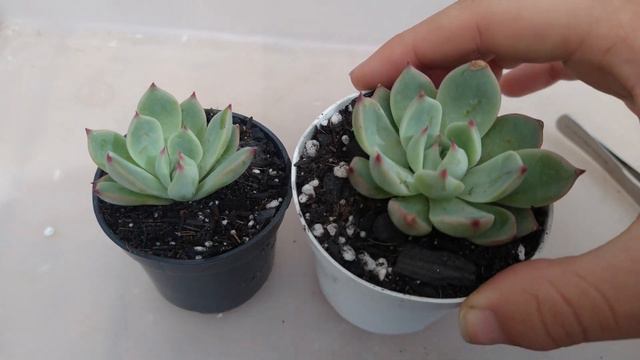 SUCULENTAS NOVAS QUE EU COMPREI NO GARDEN (com Aquele Preço Que A Gente Ama)