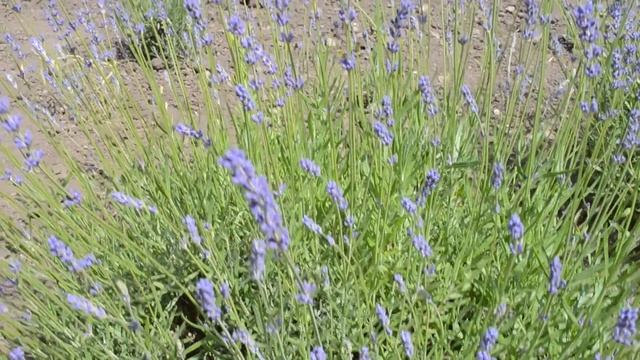 ФУТАЖ Красивые синие цветы смотреть онлайн