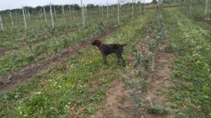 Розсадник  Фуджі  Фубракса на М9