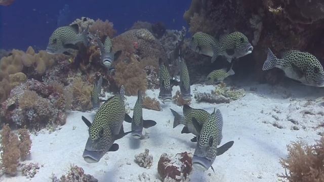 Tubbataha Reefs Philippines смотреть онлайн