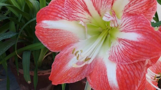 Amaryllis - Minerva | Hippeastrum смотреть онлайн