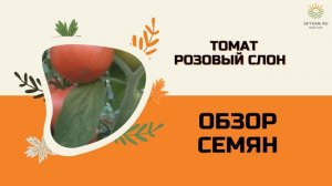 Томат «Розовый слон» обзор сорта.
