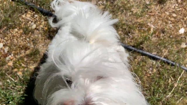 Training Coton de Tulear смотреть онлайн