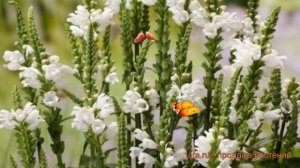 Физостегия обыкновенный Вайт ? физостегия Вайт обзор: как сажать семена физостегии Вайт