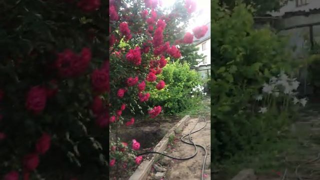 Лилия белоснежная. смотреть онлайн