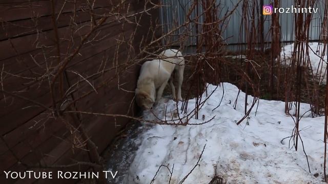 ЩЕНКИ АЛАБАЯ 60 ДНЕЙ смотреть онлайн